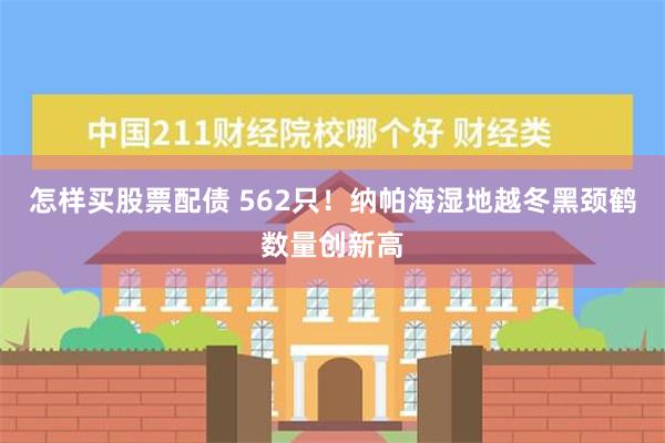 怎样买股票配债 562只！纳帕海湿地越冬黑颈鹤数量创新高